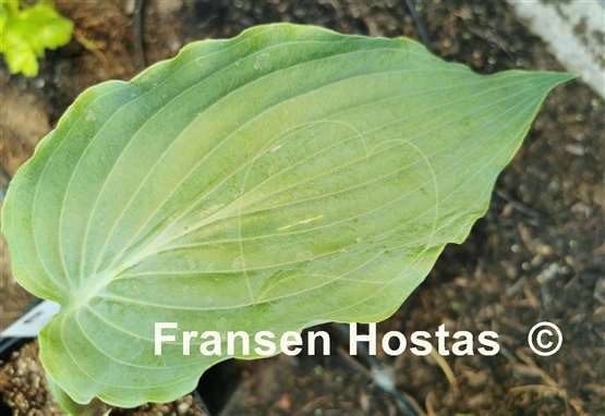 Hosta Grey Area