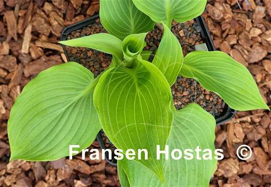 Hosta Grey Area