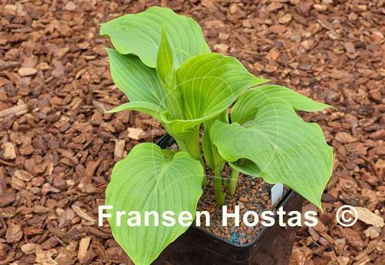 Hosta Grey Area