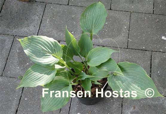 Hosta Grey Area