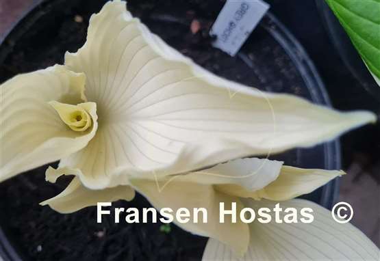 Hosta Grey Ghost