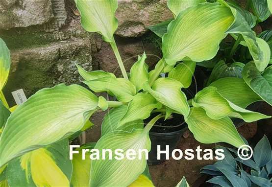 Hosta Grey Ghost