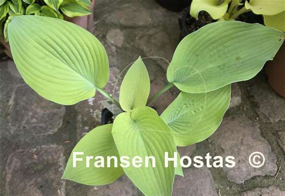 Hosta Grey Ghost