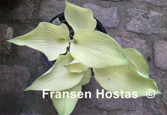 Hosta Grey Ghost