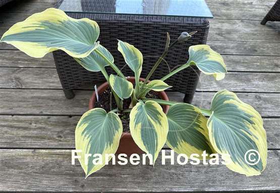 Hosta Grey Glacier