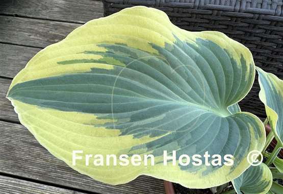 Hosta Grey Glacier