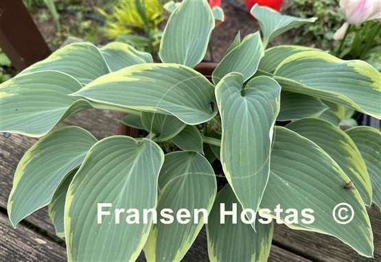 Hosta Grey Glacier