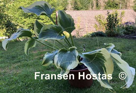 Hosta Grey Glacier