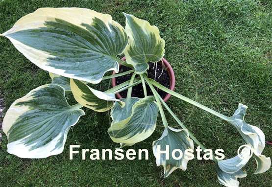 Hosta Grey Glacier