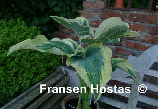 Hosta Grey Glacier