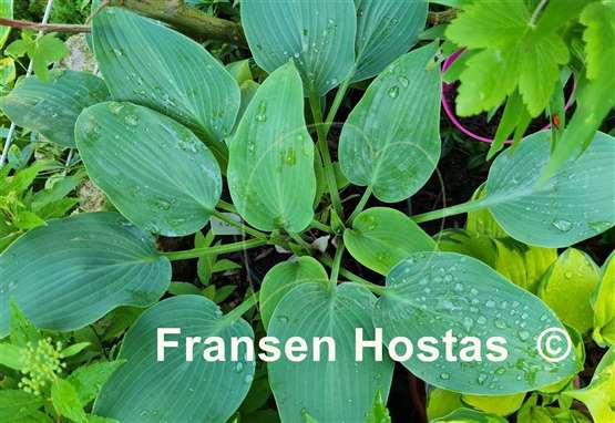 Hosta Grey Goose
