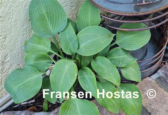 Hosta Grey Goose
