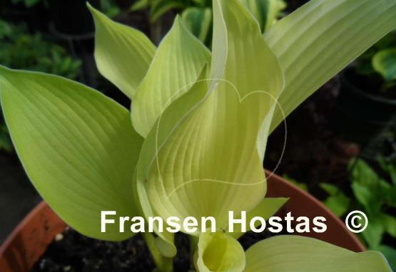 Hosta Grey Ghost