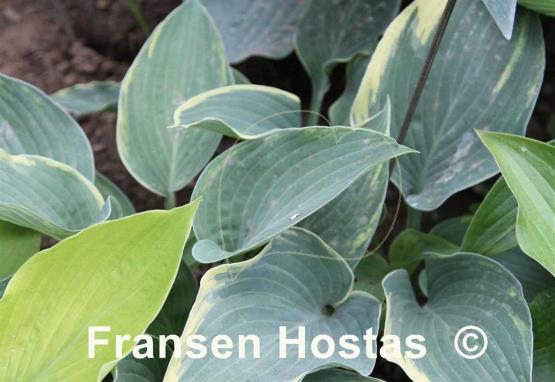 Hosta Grey Glacier
