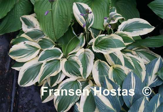 Hosta Ground Master