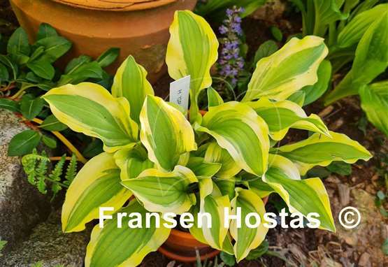 Hosta Ground Master
