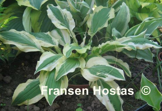 Hosta Ground Master