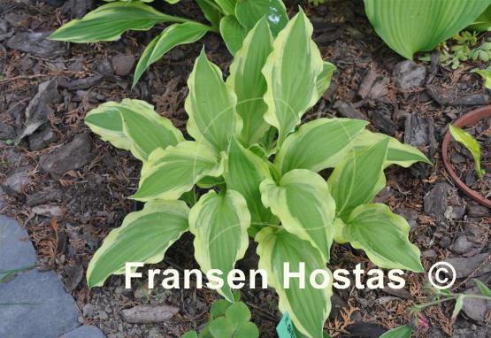 Hosta Ground Master