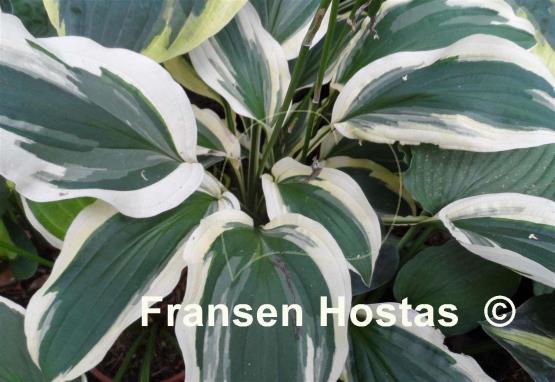 Hosta Ground Master