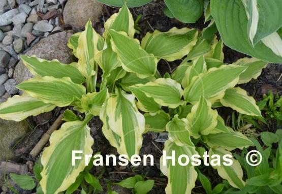 Hosta Ground Master