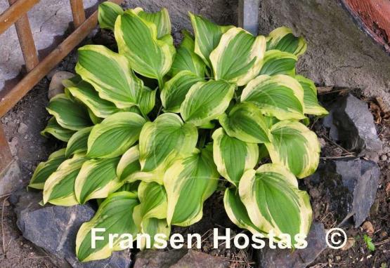 Hosta Ground Master