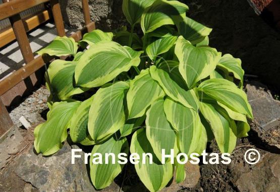 Hosta Ground Master