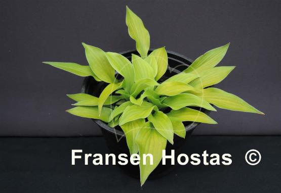 Hosta Ground Sulphur
