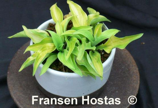 Hosta Ground Sulphur