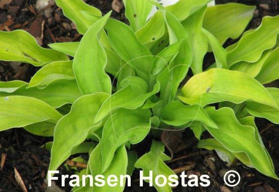 Hosta Ground Sulphur