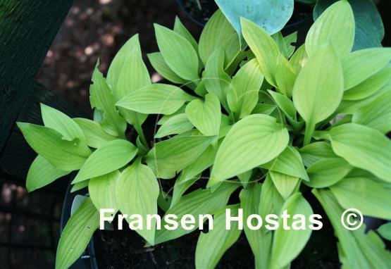 Hosta Ground Sulphur