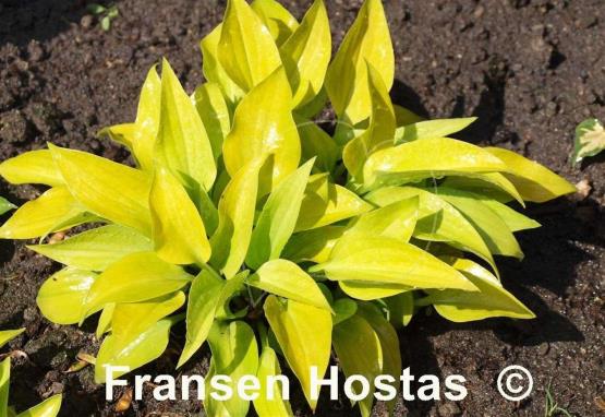 Hosta Ground Sulphur