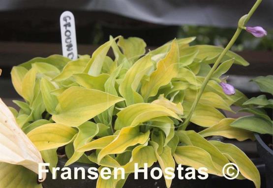 Hosta Ground Sulphur