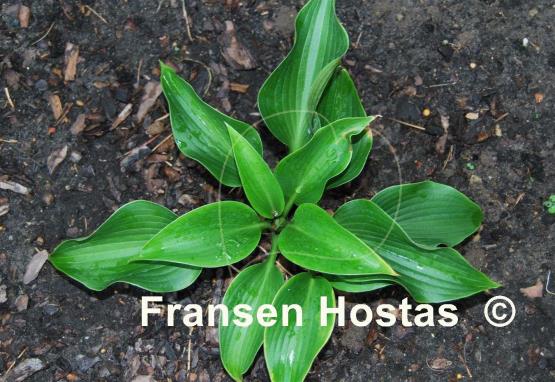 Hosta Grünspecht