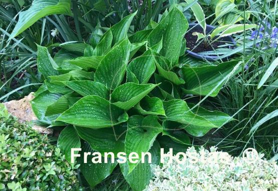 Hosta Grünspecht