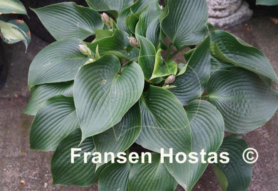 Hosta Grünspecht