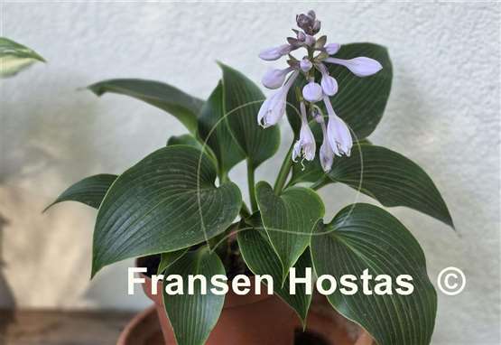 Hosta Grünspecht