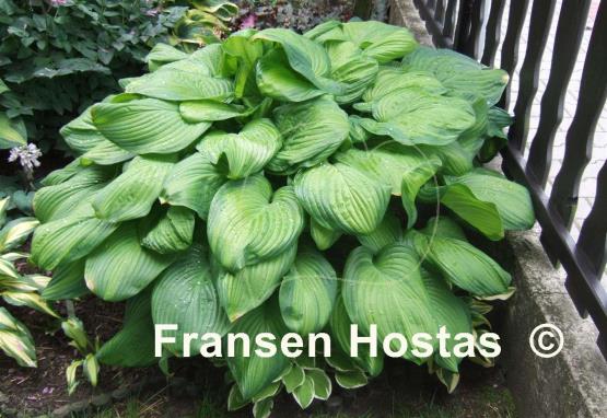 Hosta Guacamole