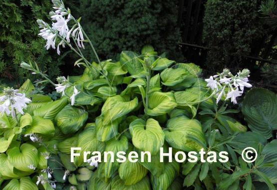 Hosta Guacamole