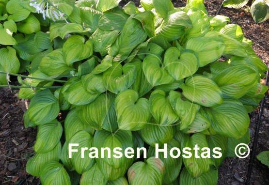 Hosta Guacamole