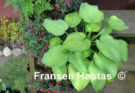 Hosta Guacamole