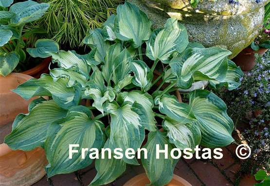 Hosta Guardian Angel