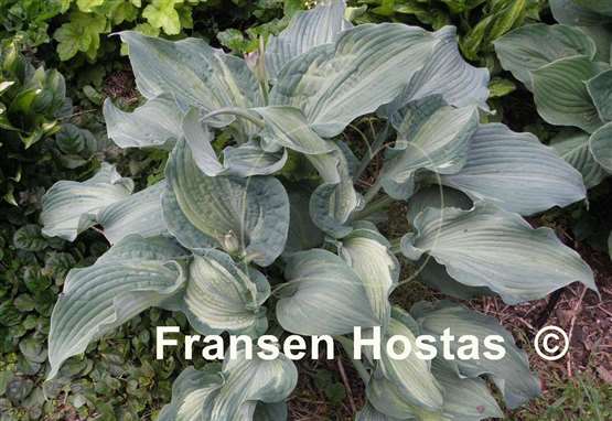 Hosta Guardian Angel