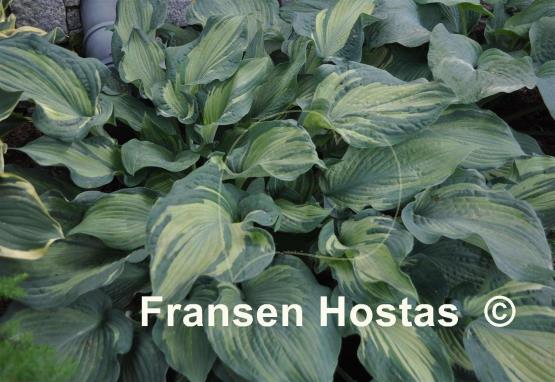Hosta Guardian Angel