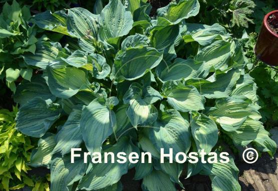 Hosta Guardian Angel