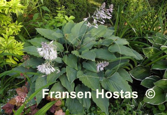 Hosta Gunsmoke