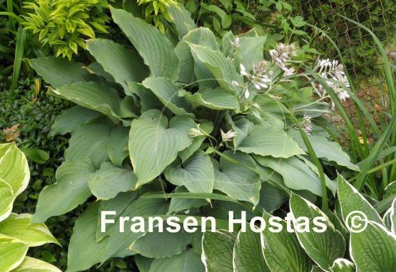 Hosta Gunsmoke