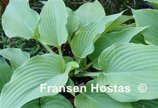 Hosta Gunsmoke