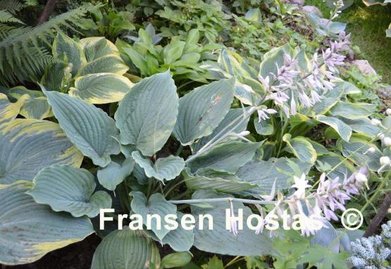 Hosta Gunsmoke