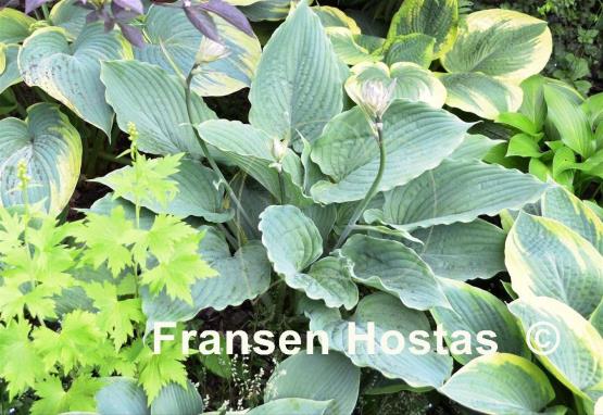 Hosta Gunsmoke