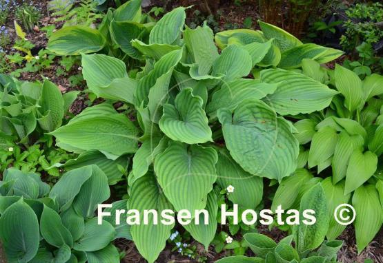Hosta Gunsmoke